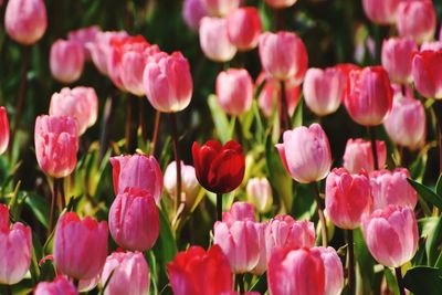 Close-up of pink tulips blooming outdoors