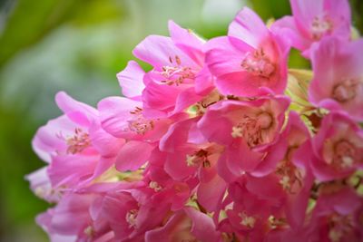 Close-up of pink cherry blossoms