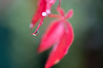 Close-up of water drops on red flowering plant