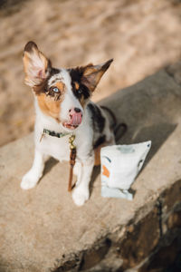 High angle portrait of dog standing outdoors