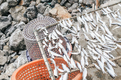 High angle view of fish on rock