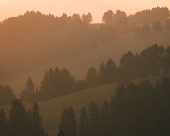 Silhouette trees in forest against sky at sunset