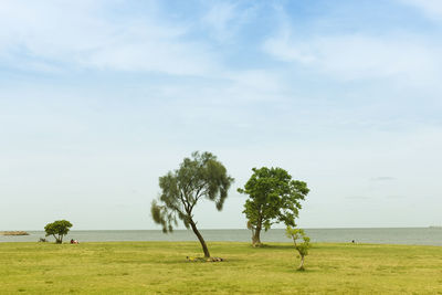 Trees on field against sky