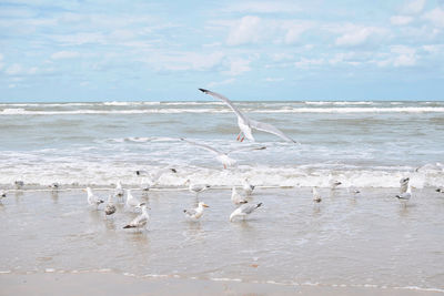 Seagulls on beach