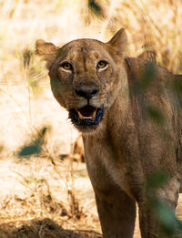 Portrait of cat on field