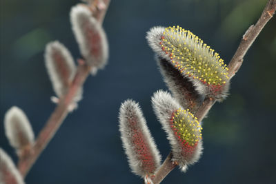 Close-up of flowering plant