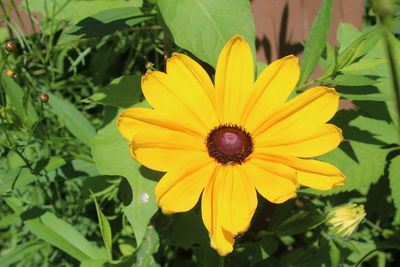 flowering plant