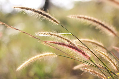 Close-up of plant