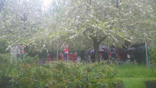 Plant growing in park