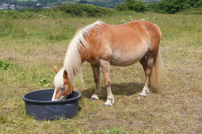 Horse grazing in a field