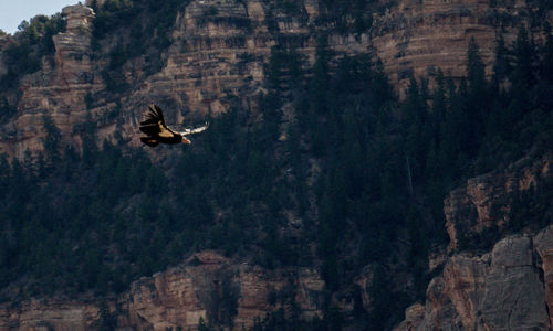 Bird flying over mountain against sky