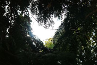 Low angle view of trees against sky