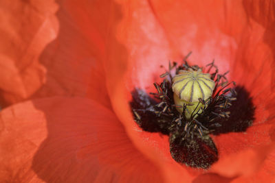 Close-up of insect on red flower