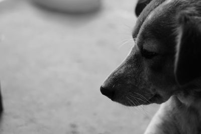 Close-up of dog looking away