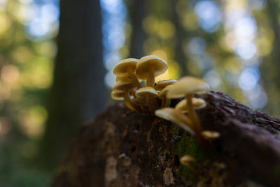 Close-up of mushrooms on tree trunk