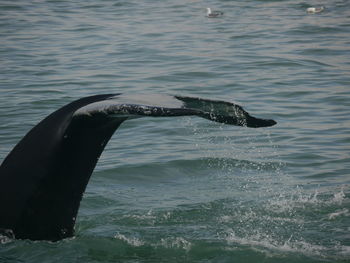 Whale swimming in sea