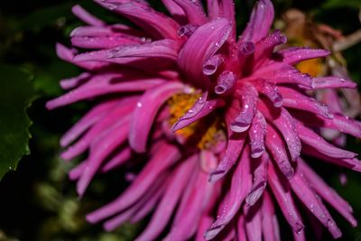 Close-up of wet pink flower