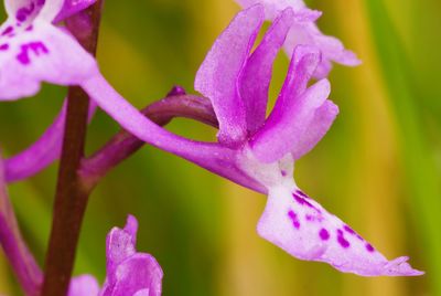 Close-up of wet pink flowering plant