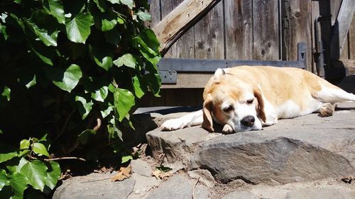 Close-up of a sleeping dog