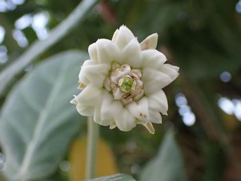 Close-up of white flowering plant