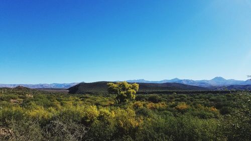 Scenic view of field against clear blue sky