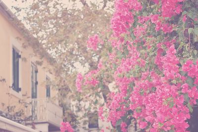 Low angle view of pink flowers