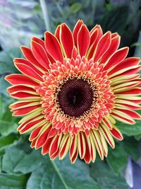 Close-up of red flower