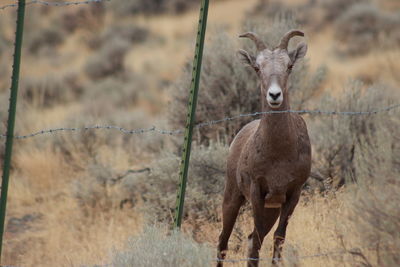 Portrait of deer standing on field