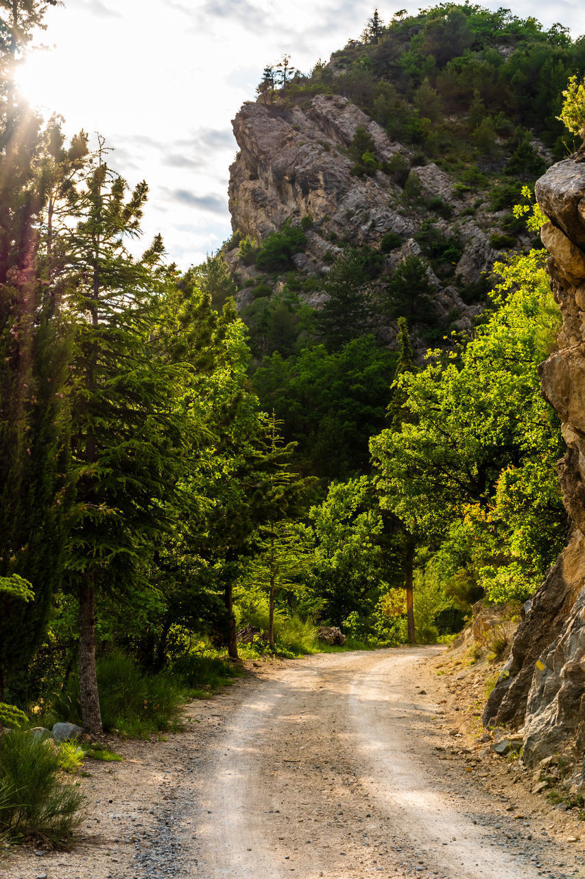 ROAD AMIDST TREES