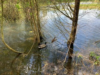 View of ducks swimming in lake