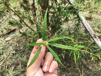 Close-up of hand holding plant