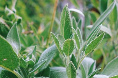 Close-up of plant growing on field