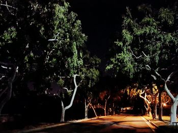 View of trees along road