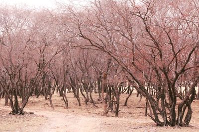 Bare trees against sky