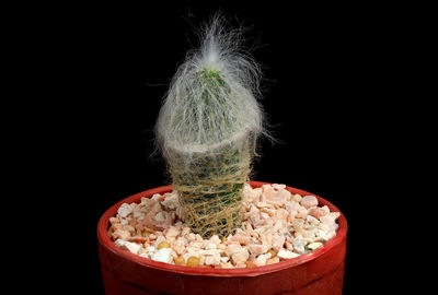 Close-up of fire against black background