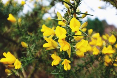 Close-up of yellow flower