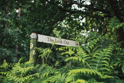 Close-up of information sign on tree in forest