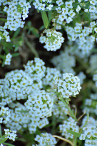 Close-up of white flowering plants