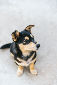 High angle portrait of dog looking away