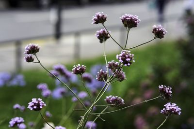 Close-up of pink flowering plants