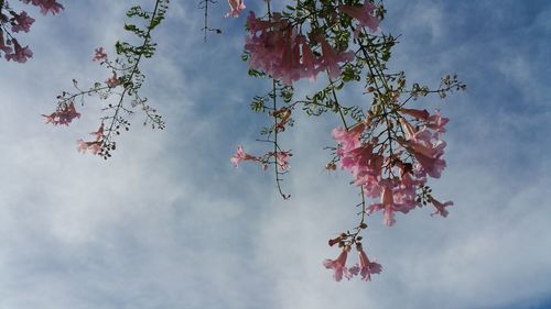 Low angle view of cherry blossoms against sky