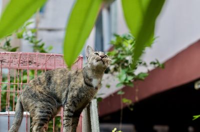 Close-up of a cat