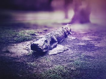 Close-up of tree trunk on field