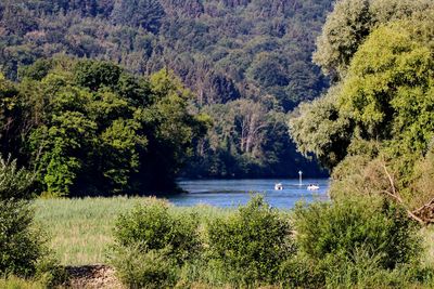 Scenic view of lake amidst trees in forest