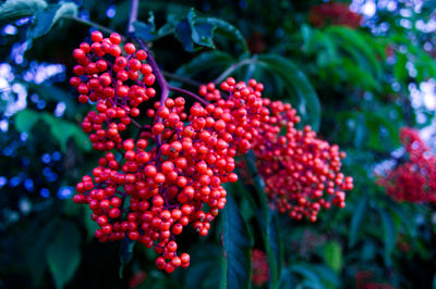 Close-up of red berries growing on plant