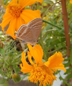 Close-up of butterfly pollinating on yellow flower