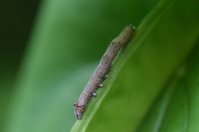 Close-up of insect on plant