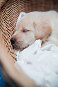 Close-up of dog resting on bed