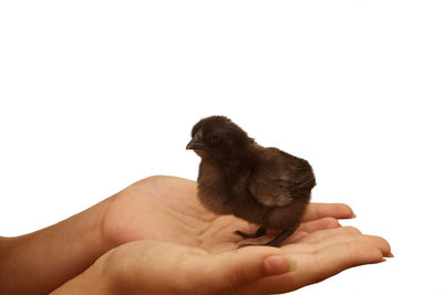 Person hand holding bird against white background