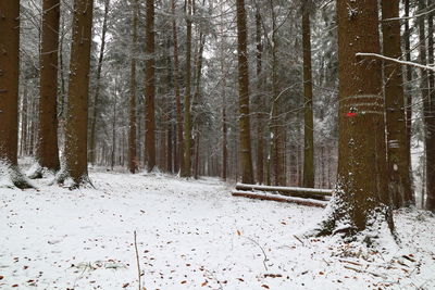 Snow covered land and trees in forest